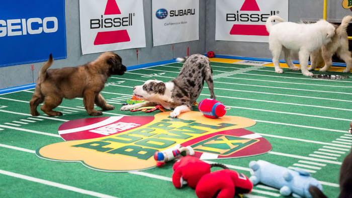 Puppy-Bowl-IX(4).jpg
